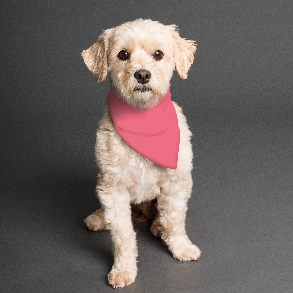 Bandana para mascotas con mandala rosa de doble cara